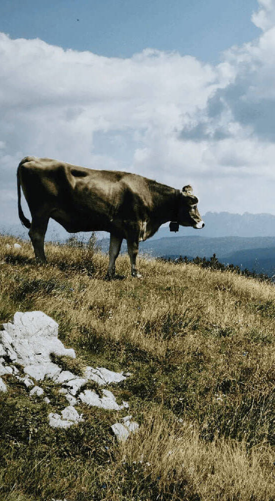 Gohas | Regionale Bio Fleisch- und Wurstprodukte 