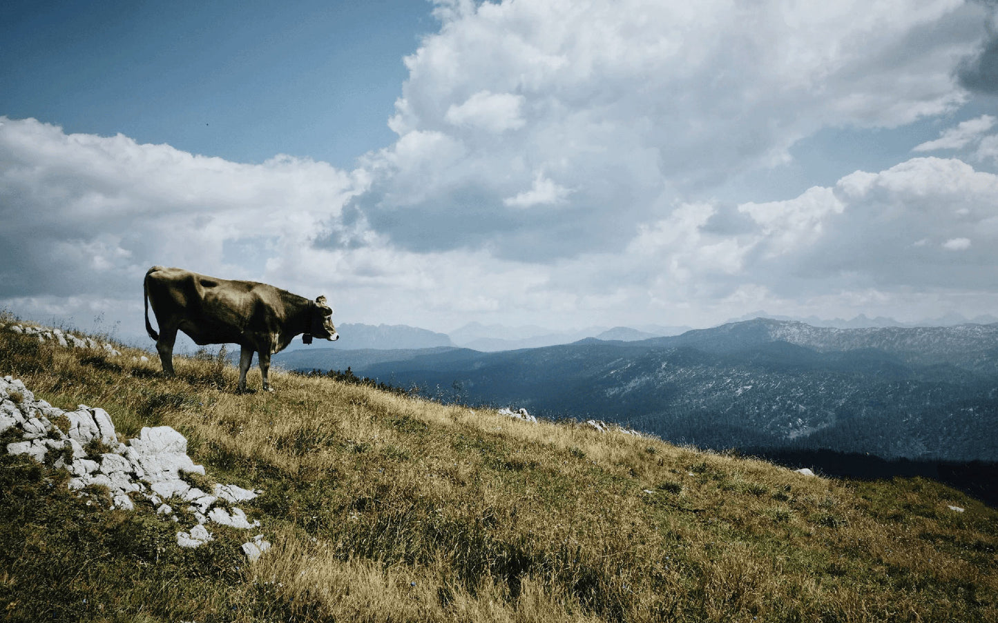 Gohas | Regionale Bio Fleisch- und Wurstprodukte 