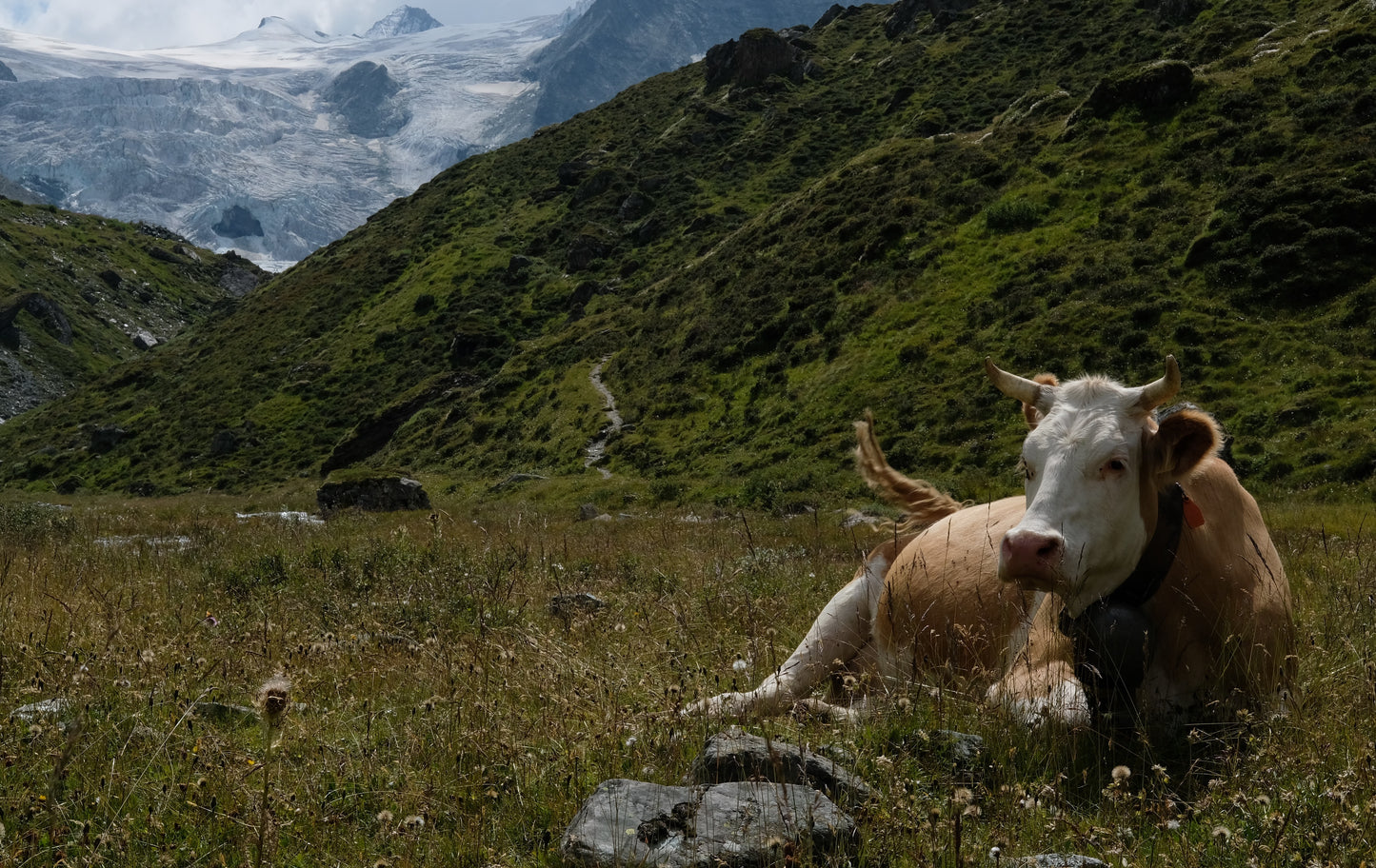 Gohas | Regionale Bio Fleisch- und Wurstprodukte 